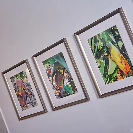 Platanera Icod De Los Vinos